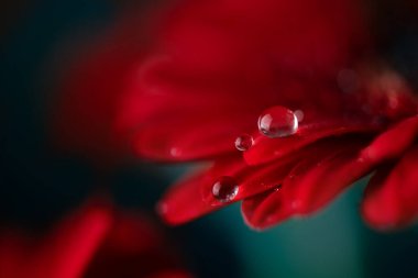 Su damlalı kırmızı Gerbera çiçek yaprakları. Çiyli Gerbera çiçek yapraklarının makro fotoğrafçılığı.