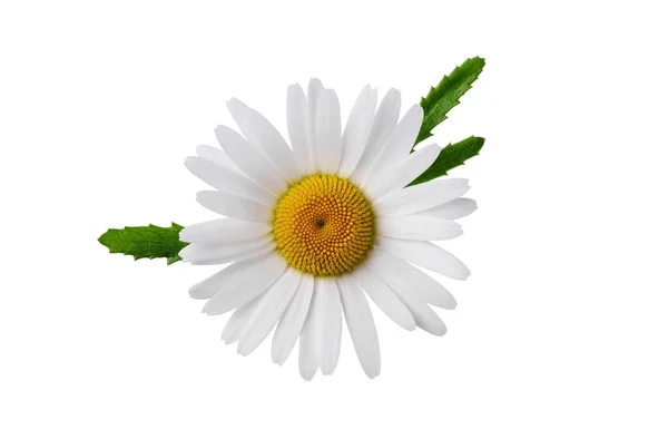 stock image Chamomile flower with chamomile leaf isolated on white background. Daisy flower, medical plant. Chamomile flower head as an element for your design.