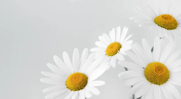 Chamomile flower on white background. Daisy flower, medical plant wallpaper. Chamomile flower background with copy space.