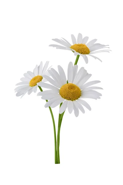 Χαμομήλι Λουλούδι Μπουκέτο Απομονώνονται Λευκό Φόντο Λουλούδι Ντέιζι Ιατρικό Φυτό Εικόνα Αρχείου