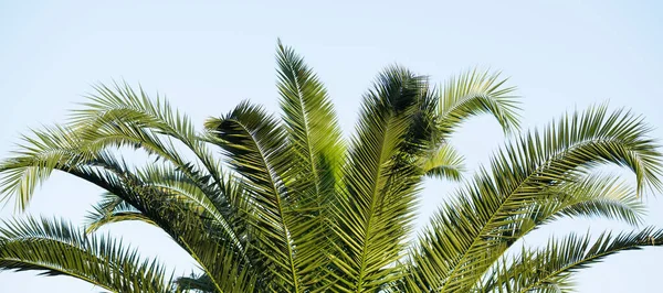 棕榈叶盖在蓝天壁纸上 天空背景上的热带棕榈树 — 图库照片