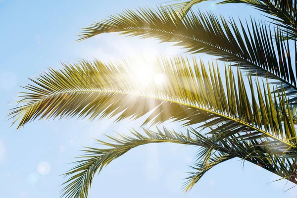 Solen Strålar Genom Palmen Löv Över Blå Himmel Sommar Solnedgång Royaltyfria Stockfoton