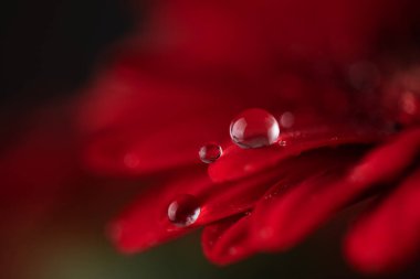 Su damlalı kırmızı Gerbera çiçek yaprakları. Çiyli Gerbera çiçek yapraklarının makro fotoğrafçılığı.