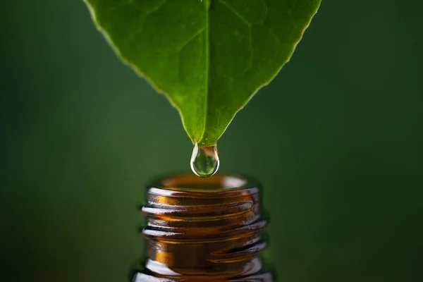 Alternative Herbal Medicine Concept Herbal Essence Dropping Fresh Leaf Bottle Royalty Free Stock Images
