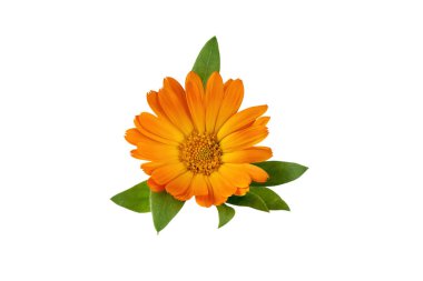 Calendula officinalis çiçeği beyaz arka planda izole edilmiş. Sarı kadife çiçeği çiçek ve tasarım için yaprak.