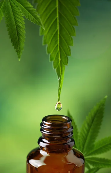 CBD oil dripping from hemp leaf to the bottle. CBD oil extract. Medical cannabis sativa extraction. Biomedical and hemp herbal medicine.