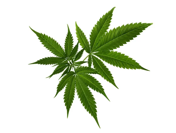 Hampa Blad Isolerad Vit Bakgrund Marijuana Cannabisblad För Design Royaltyfria Stockfoton