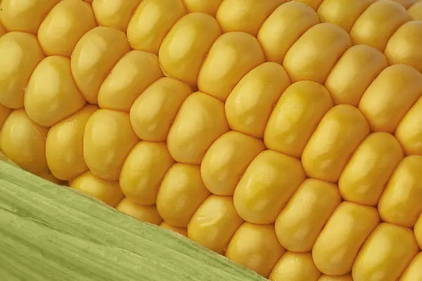 Sweet corncob background. Corn ears texture closeup. Macrophotography of  corn.