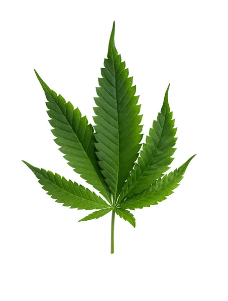 白い背景に単離されたヘンプの葉 マリファナ デザインのための大麻の葉 — ストック写真