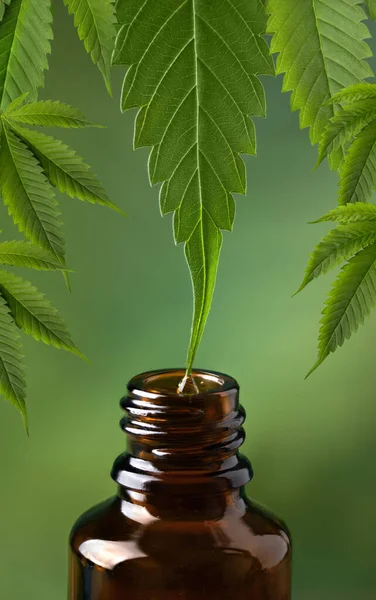 CBD oil dripping from hemp leaf to the bottle. CBD oil extract. Medical cannabis sativa extraction. Biomedical and hemp herbal medicine.