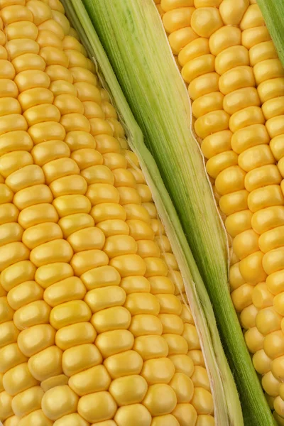 Sweet corncob background. Corn ears texture closeup. Macrophotography of  corn.