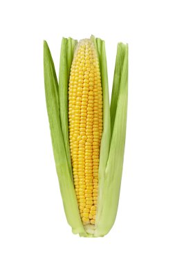 Beyaz arka planda yaprakları olan mısır kulağı. Tasarım ve kolaj için mısır koçanı.