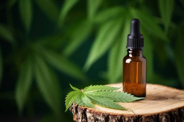 CBD kenevir yağı ve kenevir yaprağı karışımı. Kenevir bitkisi alternatif tıp.