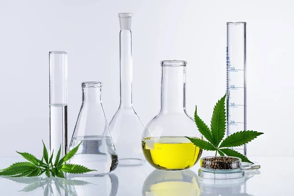 Cannabis CBD oil and hemp leaves in laboratory. Laboratory glassware and cannabis sativa herb and hemp seeds. Cannabis herbal alternative medicine.