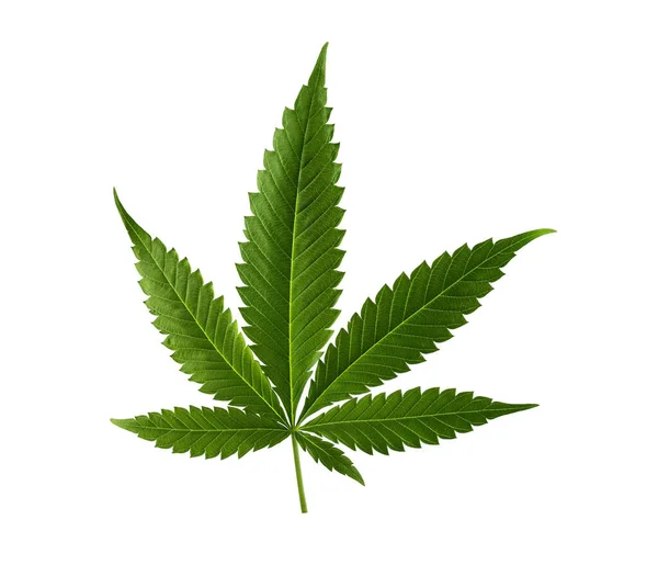 Hampa Blad Isolerad Vit Bakgrund Marijuana Cannabisblad För Design Royaltyfria Stockbilder