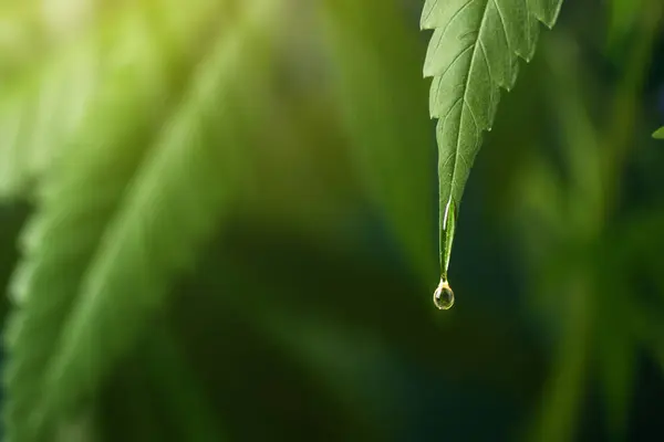 CBD oil dripping from hemp leaf. CBD oil extract. Medical cannabis sativa extraction. Hemp herbal medicine.