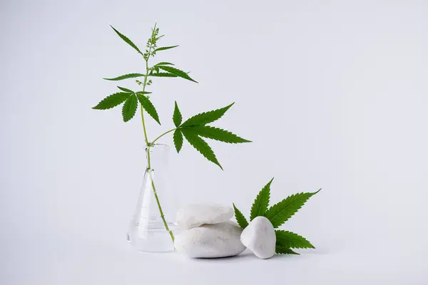 Cbd Hemp Leaf White Decorative Stones Empty Space Design Cannabis Royalty Free Stock Images