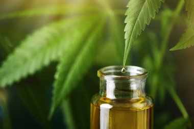 Kenevir yaprağından şişeye damlayan CBD yağı. CBD yağ özütü. Tıbbi kenevir sativa özütü. Kenevir ilacı..