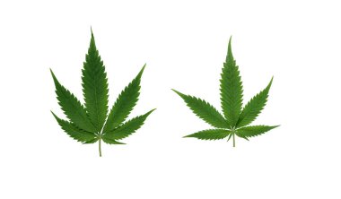 Kenevir yaprağı beyaz arka planda izole edilmiş. Marihuana, esrar yaprağı tasarım için.