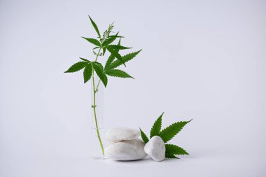 CBD kenevir yaprağı ve tasarım için boş alanı olan beyaz dekoratif taşlar. Esrar alternatif tıp veya kozmetik geçmişi.