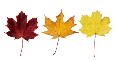 Sonbahar akçaağaç yaprağı koleksiyonu beyaz arka planda izole edilmiş. Tasarım için çeşitli akçaağaç yaprakları.