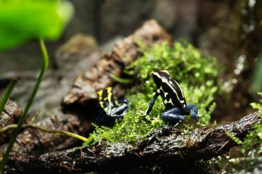 Çimlerin arasında bir çift Boyalı Zehirli Kurbağa. Mavi dart kurbağası, Dendrobates tinctorius in terrarium. Zehirli tropikal kurbağa.