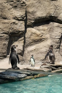 Penguen kuşu suyun yakınındaki kumlu kayalık sahilde dinleniyor. Hayvanat bahçesindeki penguen hayvanı.