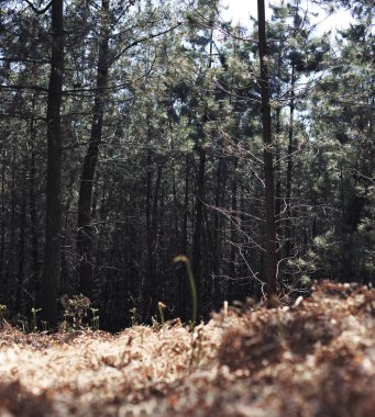 Arka planda bir ağaç olan güzel bir sonbahar ormanı.