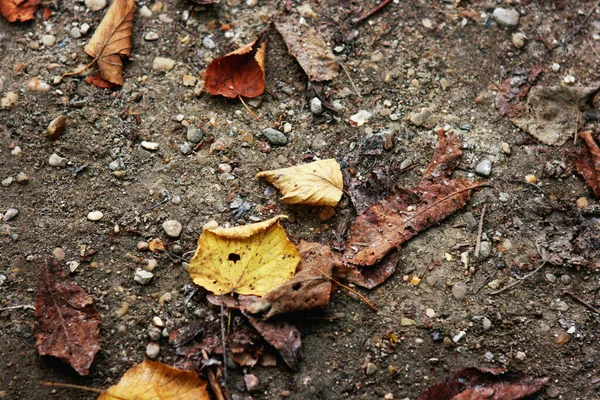 Κίτρινα Φύλλα Στο Έδαφος Θολή Φόντο — Φωτογραφία Αρχείου