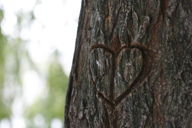 Ağaca kazınmış bir kalp.