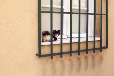 Pencereden bakan bir kedi.