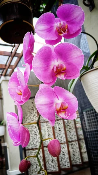 Kapat Güzel Pembe Falaenopsis Orkide Çiçeği Asılmış Saksıda Çiçek Açıyor — Stok fotoğraf