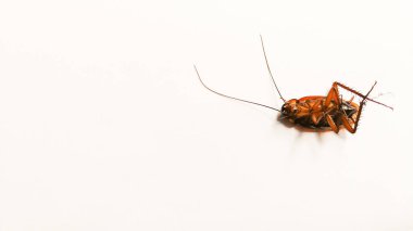 Black Brown Cockroach Insect Isolated on White background for Copy Space
