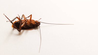 Black Brown Cockroach Insect Isolated on White background for Copy Space