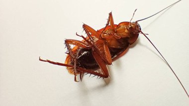 Close Up Dead Black Brown Cockroach Insect Isolated on a White background