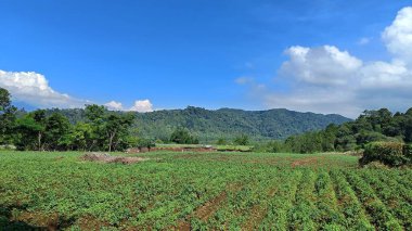 Dağ arkaplanı ve mavi gökyüzü olan yeşil tarlaların manzarası