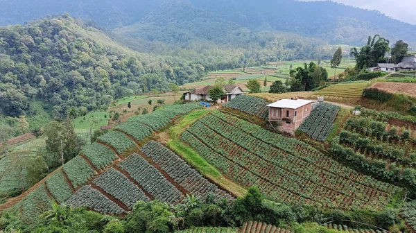 Panorama Plantacji Warzyw Tarasowych Podnóża Góry — Zdjęcie stockowe