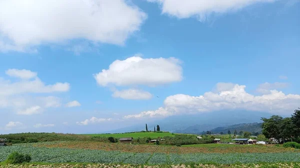 Vue Paysage Plantation Verte Avec Fond Montagne Ciel Bleu — Photo