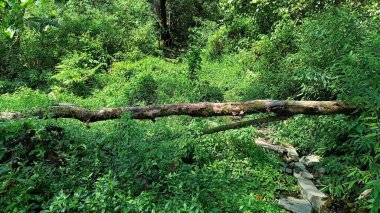 Ormanın ortasında düşmüş ağaç