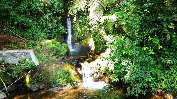 天然森林中央山泉中的瀑布溪流 — 图库照片