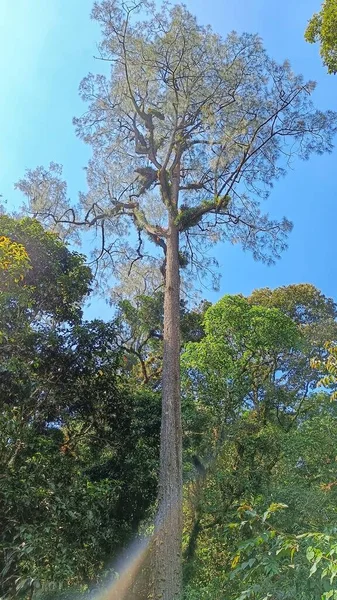 Velký Vysoký Strom Uprostřed Přírodního Lesa — Stock fotografie
