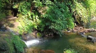 Ormanın ortasındaki doğal bir kaynaktan taze su akışı.