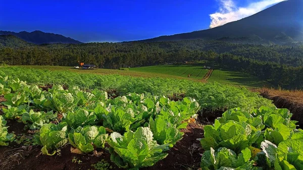 Scenery Green Vegetable Farming Land Hill Blue Sky Background — Stock Photo, Image