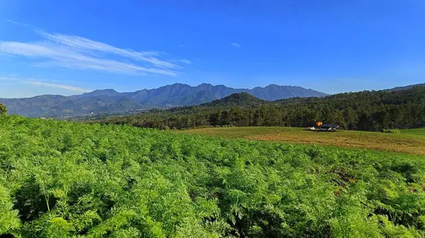 Bellissimo Paesaggio Vegetale Verde Piantagione Con Sfondo Cielo Montagna Blu — Foto Stock