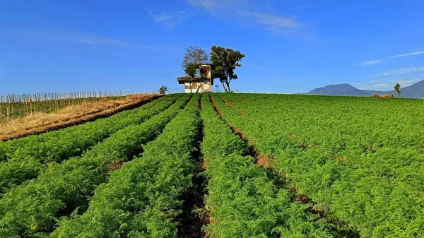 Haus Mitten Der Gemüseplantagen Landschaft Mit Einzigartigen Pflanzmustern Auf Dem — Stockfoto