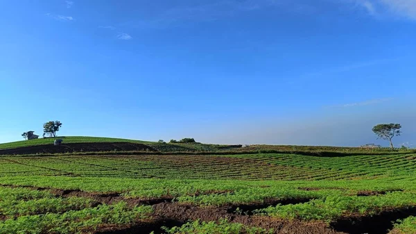 Scenery Vegetable Plantations Hills Blue Sky Background — Stock Photo, Image