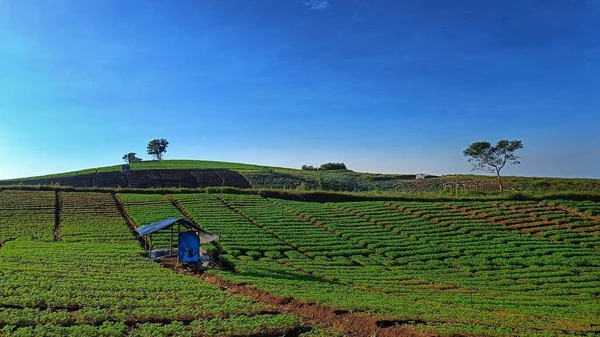 Cenário Plantação Vegetal Verde Nas Colinas Com Fundo Azul Céu — Fotografia de Stock
