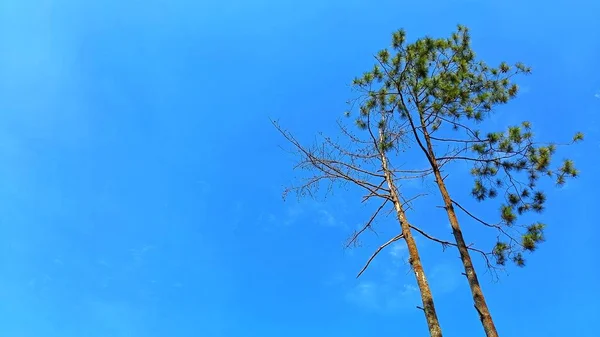 在森林中间的树 蓝天背景 复制文本的空间 — 图库照片