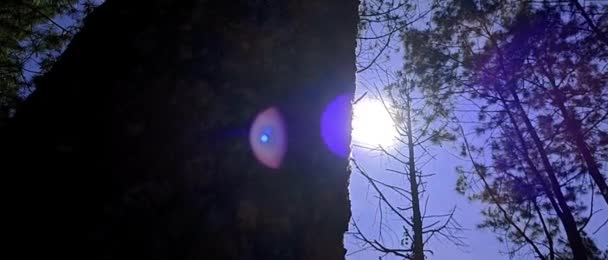 Κινηματογραφική Απεικόνιση Των Ηλιακών Ακτίνων Μεταξύ Των Πυκνών Δασικών Δένδρων — Αρχείο Βίντεο