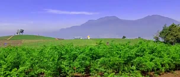 Панорамный Вид Зеленой Плантации Горным Фоном Голубым Небом — стоковое видео